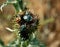 A family of black beetles on the plant