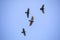 Family of black crows circling out of the sky, horizontal