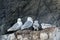 Family of Black-legged kittiwake birds with small chicks - Rissa tridactyla