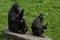 A family of black macaques