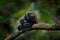 Family of Black Mantle Tamarin monkey, Saguinus nigricollis graellsi, from Sumaco National Park in Ecuador. Wildlife scene from