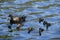 Family of a black mother duck (Anatidae) and cute baby ducks swimming in the water