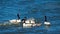 Family of black-necked swans swimming in Chiloe Island, Chile