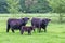 Family black scottish highlanders in spring meadow