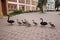 Family of black swans with ducklings walking