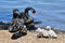 Family of black swans with signets by the river