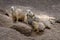 Family of black-tailed prairie dog, Cynomys ludovicianus