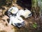 Family of black and white common striped skunks standing together wild animals from canada