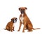 Family boxer dogs