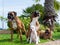 Family of boxer dogs posing for photograph