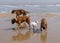 Family of boxer dogs posing for photograph