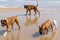 Family of boxer dogs posing for photograph