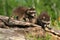 A family of brother and sister raccoon pups