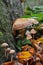 Family of brown mushrooms next to trees