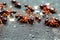 Family of brown and red ants sitting on dark gray stones.