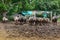 The Family Buffalo ,white buffalo and Black in farm at Thailand.