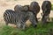 The family burchell zebra is eatting in farm