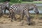 The family burchell zebra is eatting in farm near the river