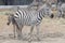 The Family burchell zebra is standing in national park