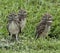 Family of Burrowing Owls