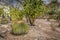 A family of cactus in the gardens of the archeological site of Mitla, Mexico