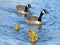 A family of canada gees with yellow fluffy goslings swimming in a blue lake