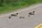 A family of Canada Geese sit down in the middle of the highway