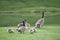 Family of Canadian Geese