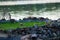 Family of Canadian geese at blue waterfront on top of green grass and rock wall