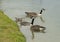 Family of Canadian Geese at the edge of a pond in Harold Bacchus Community Park in Frisco, Texas