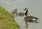 Family of Canadian Geese at the edge of a pond in Harold Bacchus Community Park in Frisco, Texas