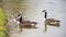 Family of Canadian Geese at the edge of a pond in Harold Bacchus Community Park in Frisco, Texas