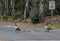 A Family of Canadian Geese in Laguna Niguel Regional Park