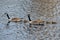 A family of Canadian geese on the lake
