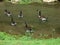 Family of Canadian Geese in Spring in Maryland