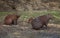 Family of Capybara Hydrochoerus hydrochaeris with laughing face resting on riverbank, Bolivia