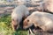 Family of capybara in the national park. Capybara animal in the zoo. Young capybaras playing