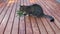 Family cat eating natural organic grass on home deck