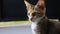 Family cat. Grey orange tabby cat