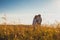 Family catching the sunset together in summer wheat field