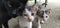 Family of cats. Black mother cat and two white-gray striped kittens. Animals on the street. The cat and kittens caress and rub