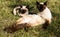 Family cats resting grass Sunny day