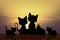 Family of cats silhouette at sunset