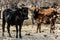 A Family of Cattle in the field