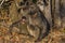 Family of Chacma baboon, Paplo ursinus in african savanna.