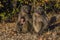 Family of Chacma baboon, Paplo ursinus in african savanna.