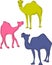 A family of charming multi-colored camels