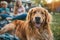 A family and a cheerful golden retriever enjoying a afternoon together in the backyard. Generative AI