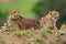 Family of Cheetahs