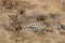 Family of cheetahs, in the grasslands, in the Masai Mara, Kenya, Africa